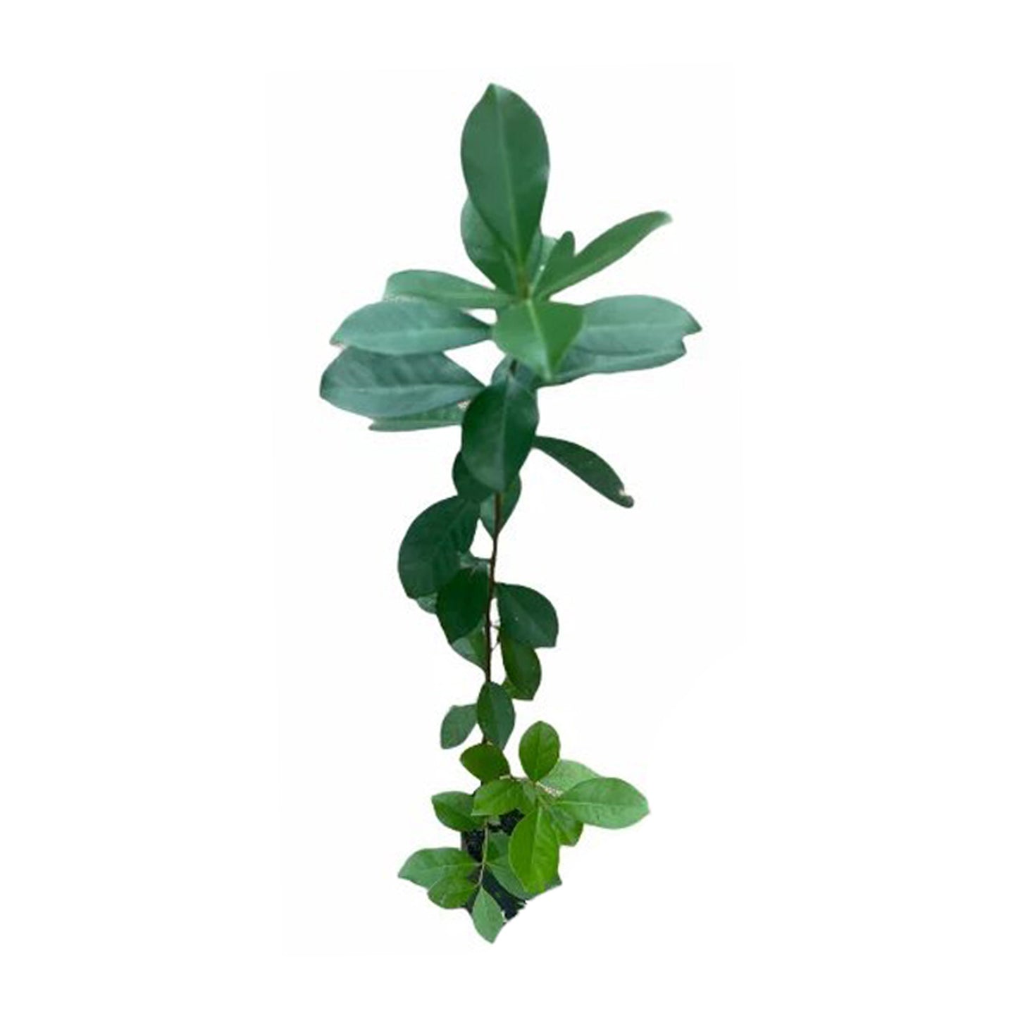 Plante fruitière de goyave chinoise rouge Lakpura