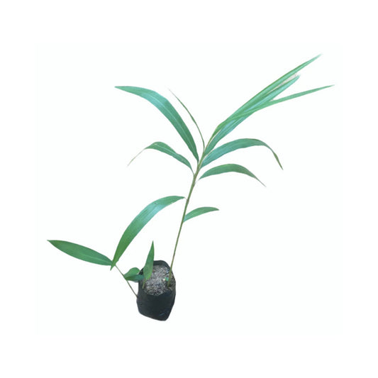 Lakpura® Heen Araththa Plant