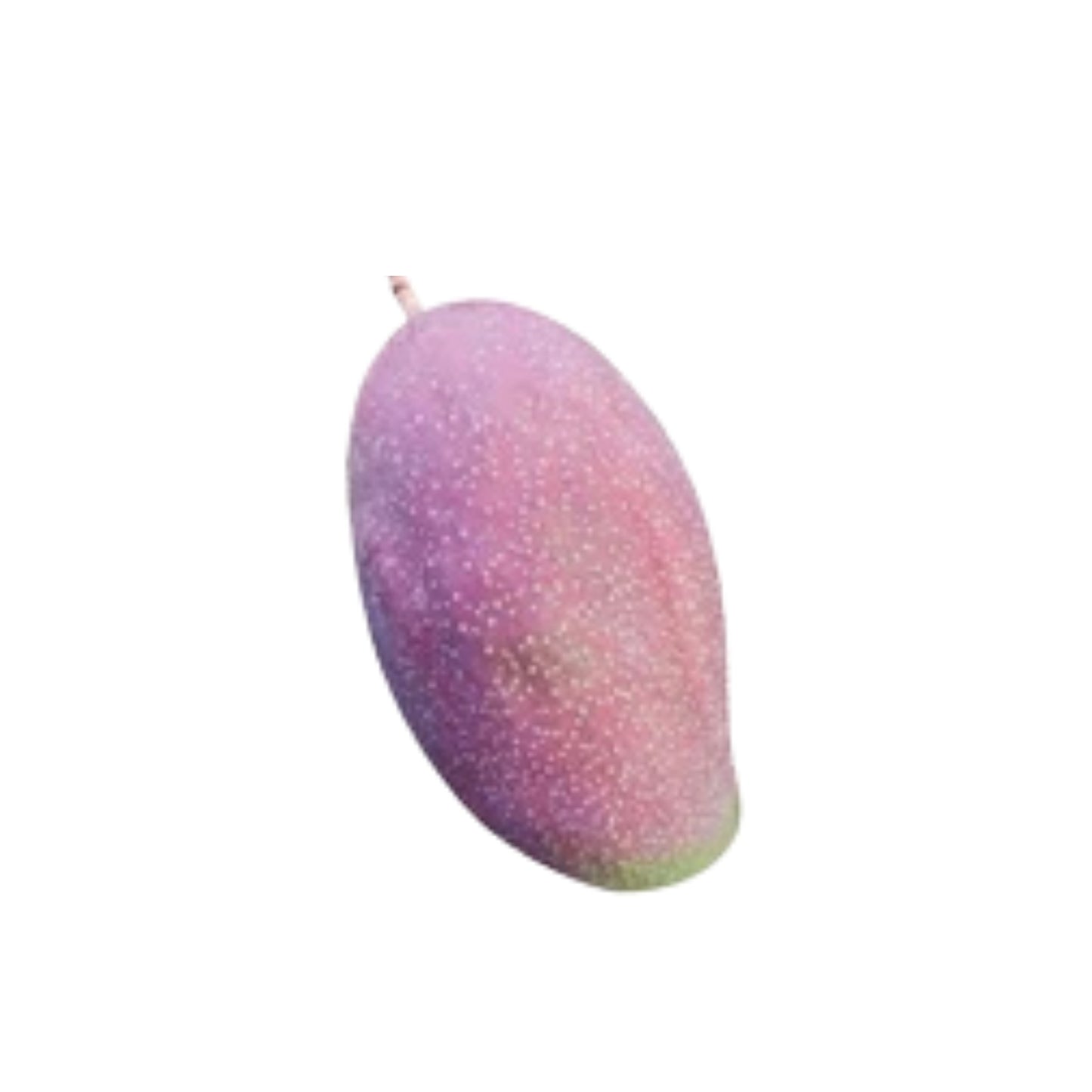 Plante greffée de mangue violette thaïlandaise Lakpura®