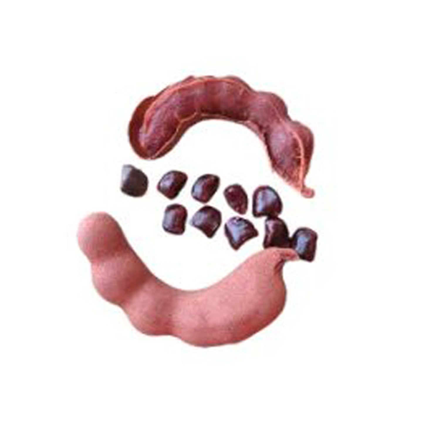 Plante fruitière de tamarin doux Lakpura