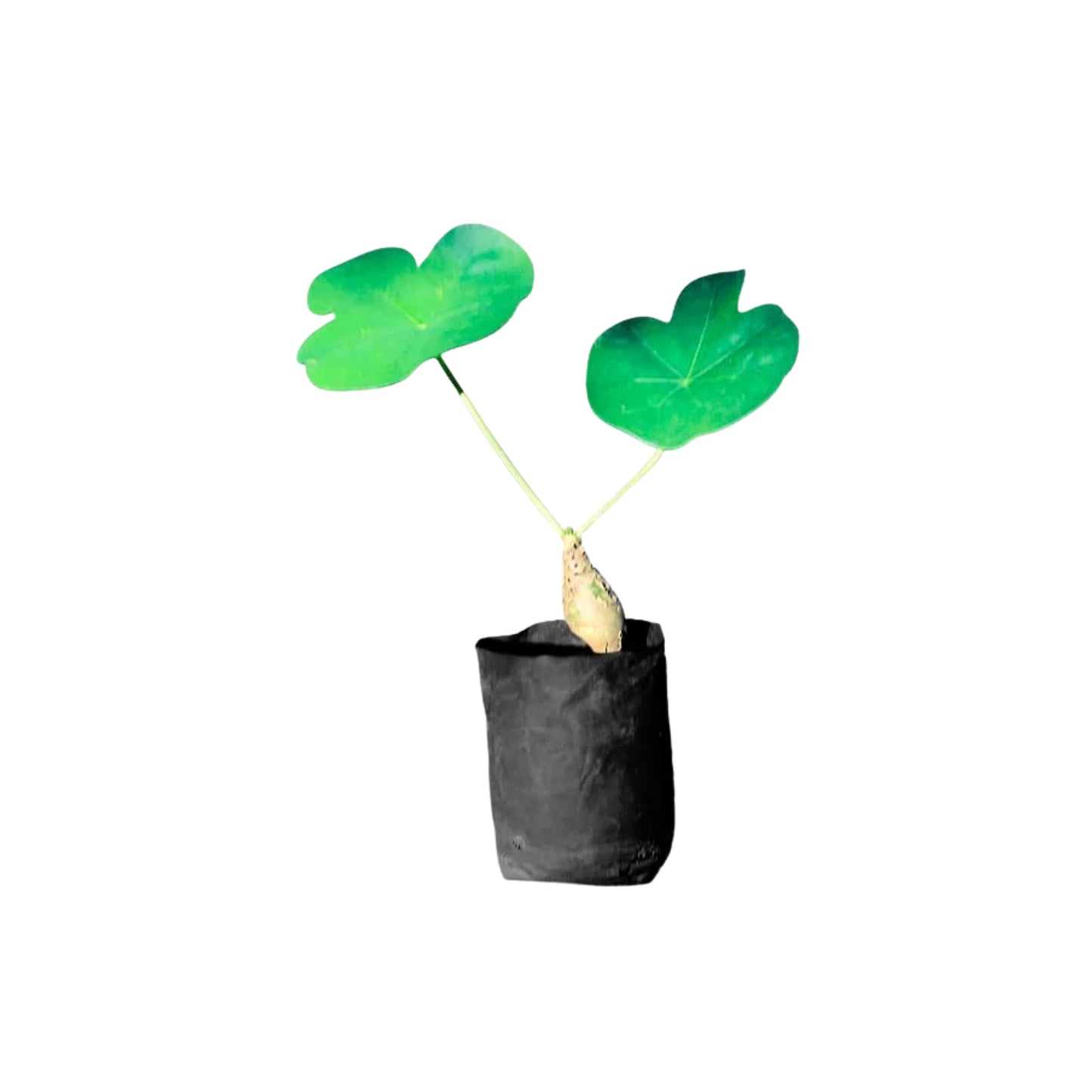 Lakpura® Wisakumba Plant
