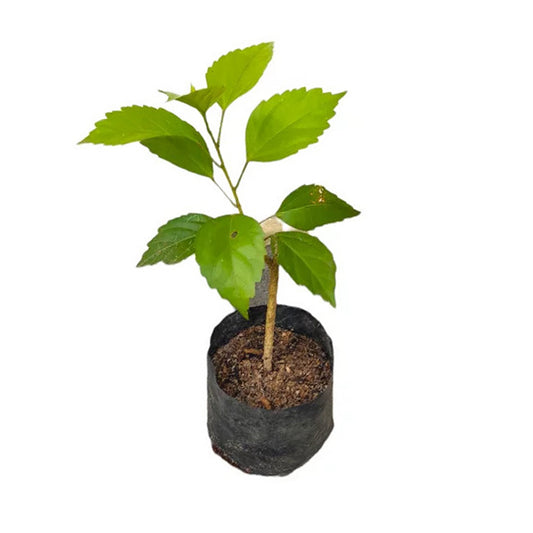 Lakpura Double Petal Hibiscus (Red) Exotic Plant