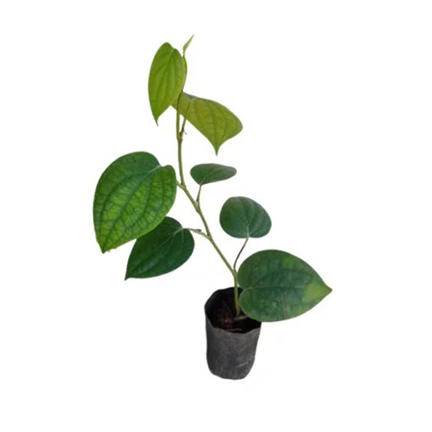 Plants de poivron de vigne Lakpura® (Wel Gammiris)