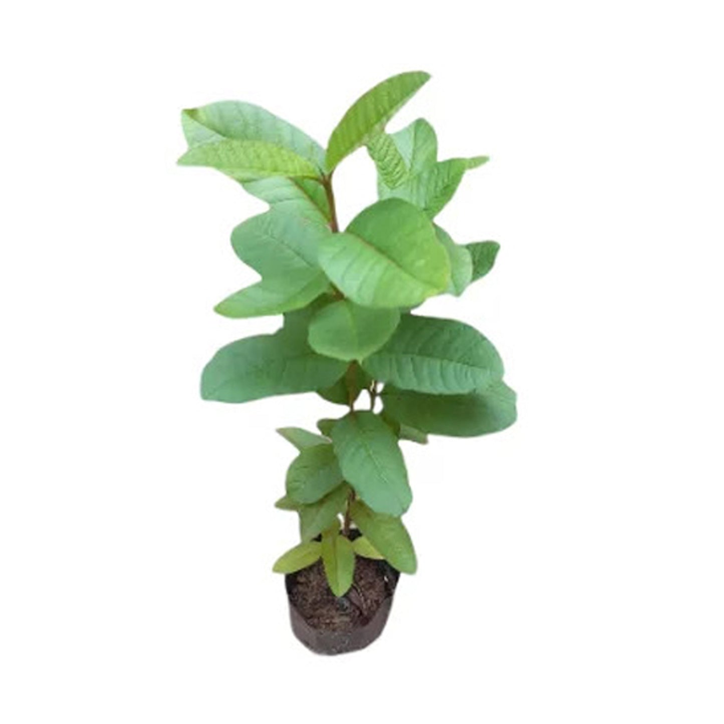 Plante fruitière Lakpura, pomme blanche et goyave