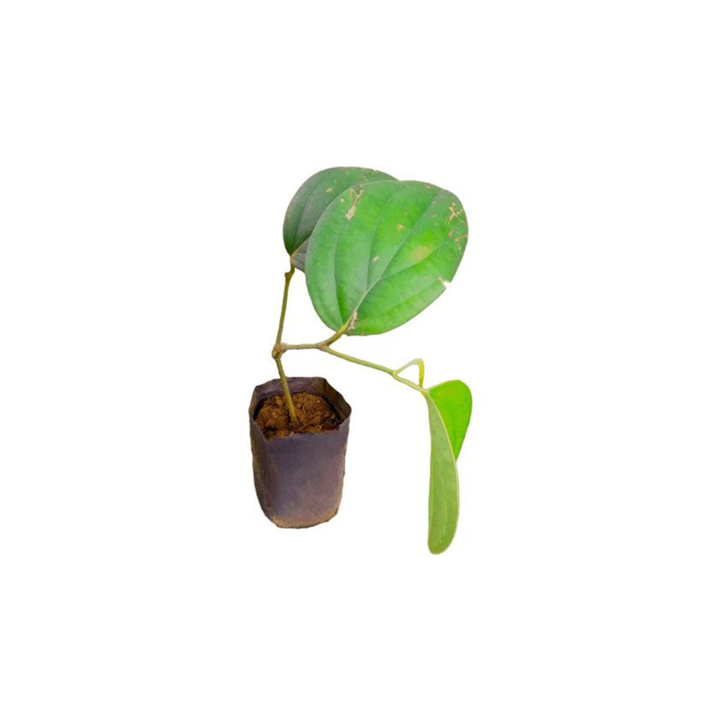 Lakpura® Bushy Pepper Plant