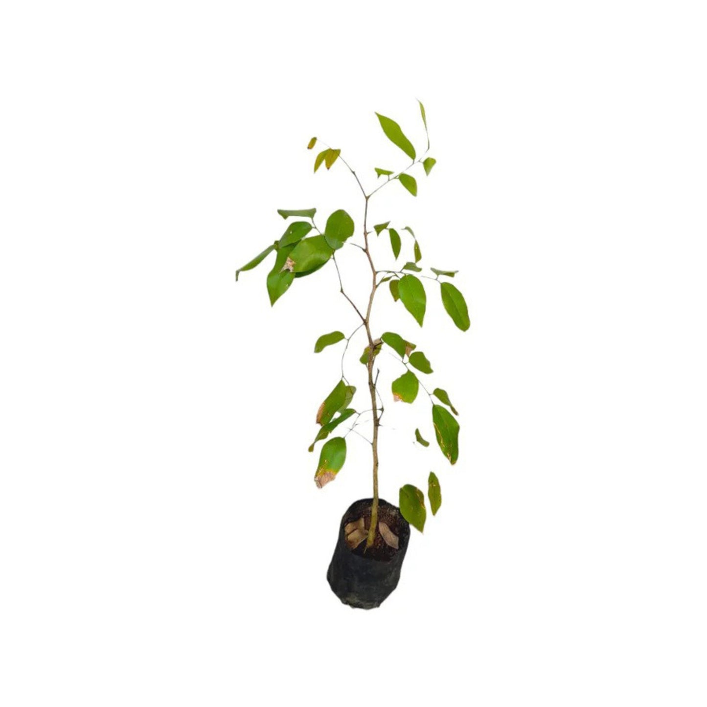 Lakpura® Pinibaru Layered Plant