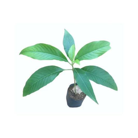 Lakpura® Pawatta (Adathoda) Plants