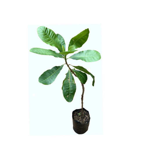 Lakpura® Cashew Plant Grafted Plant