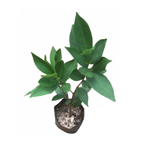 Pommier Lakpura® White Rose