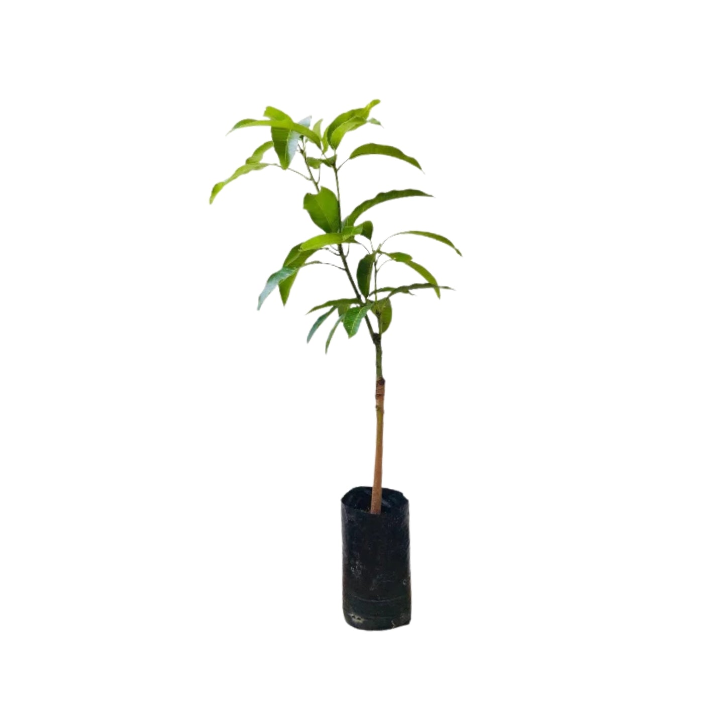Plante greffée de mangue Lakpura® TJC