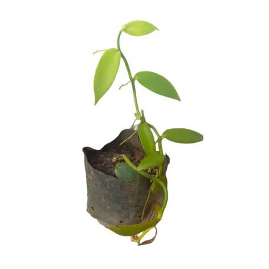 Plantes à épices à la vanille ()