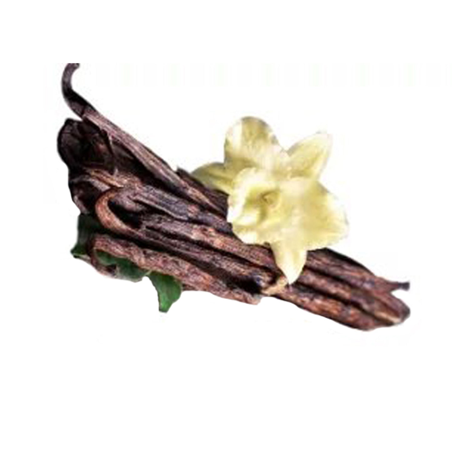 Plantes à épices à la vanille ()