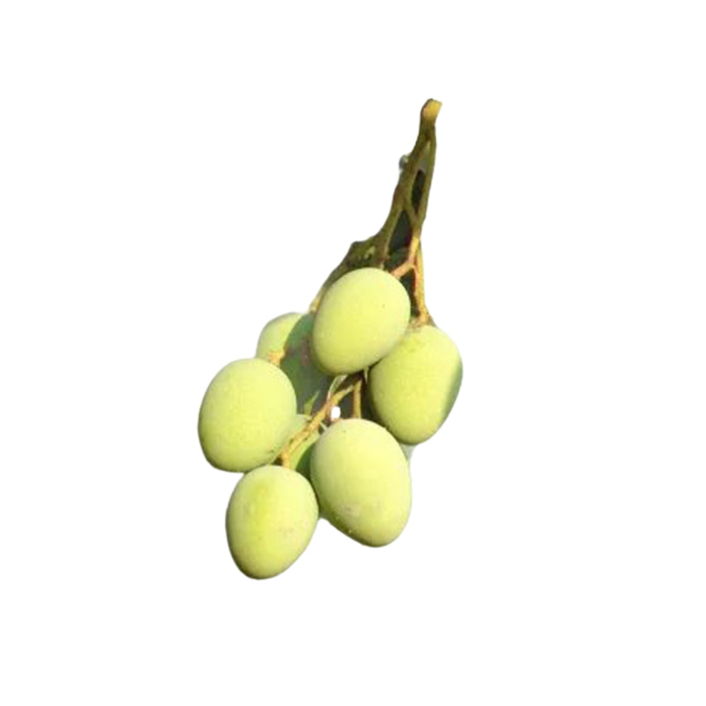 Plante sans pépins Lakpura® Bandaranayake (mangue Mee)