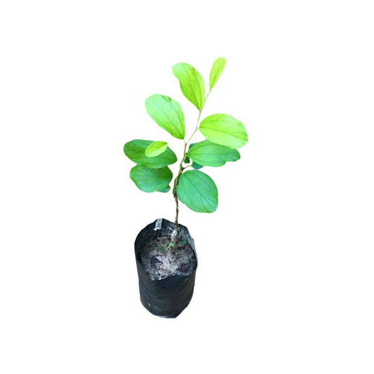 Lakpura® Thai Apple Masan Grafted Plant