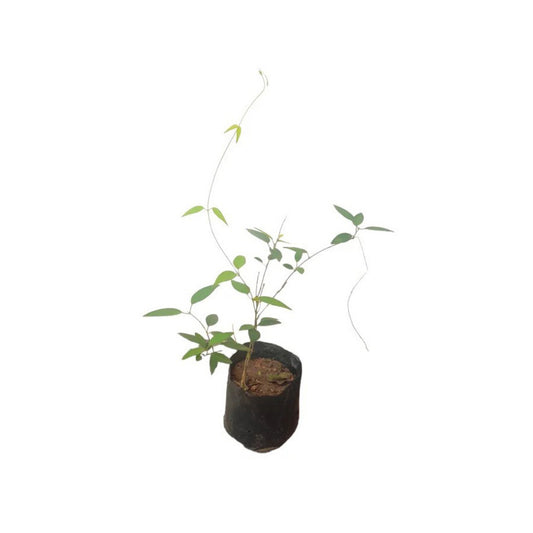 Lakpura® Kurinchyan Plant