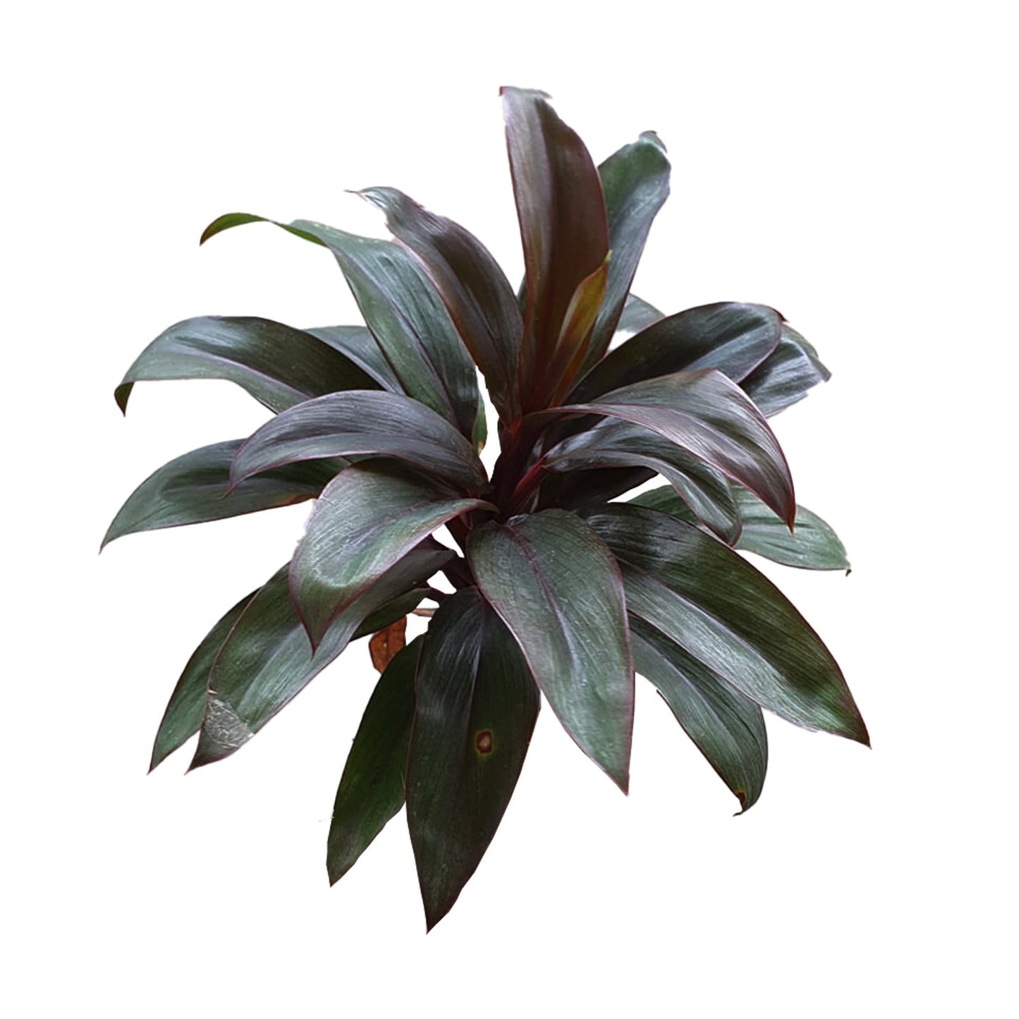 Feuilles de Lakpura® Dracaena Purple Compacta - Moyennes