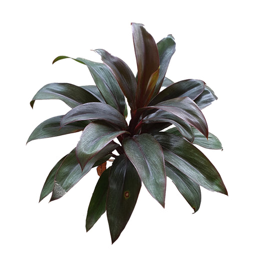 Feuilles de Lakpura® Dracaena Purple Compacta - Moyennes