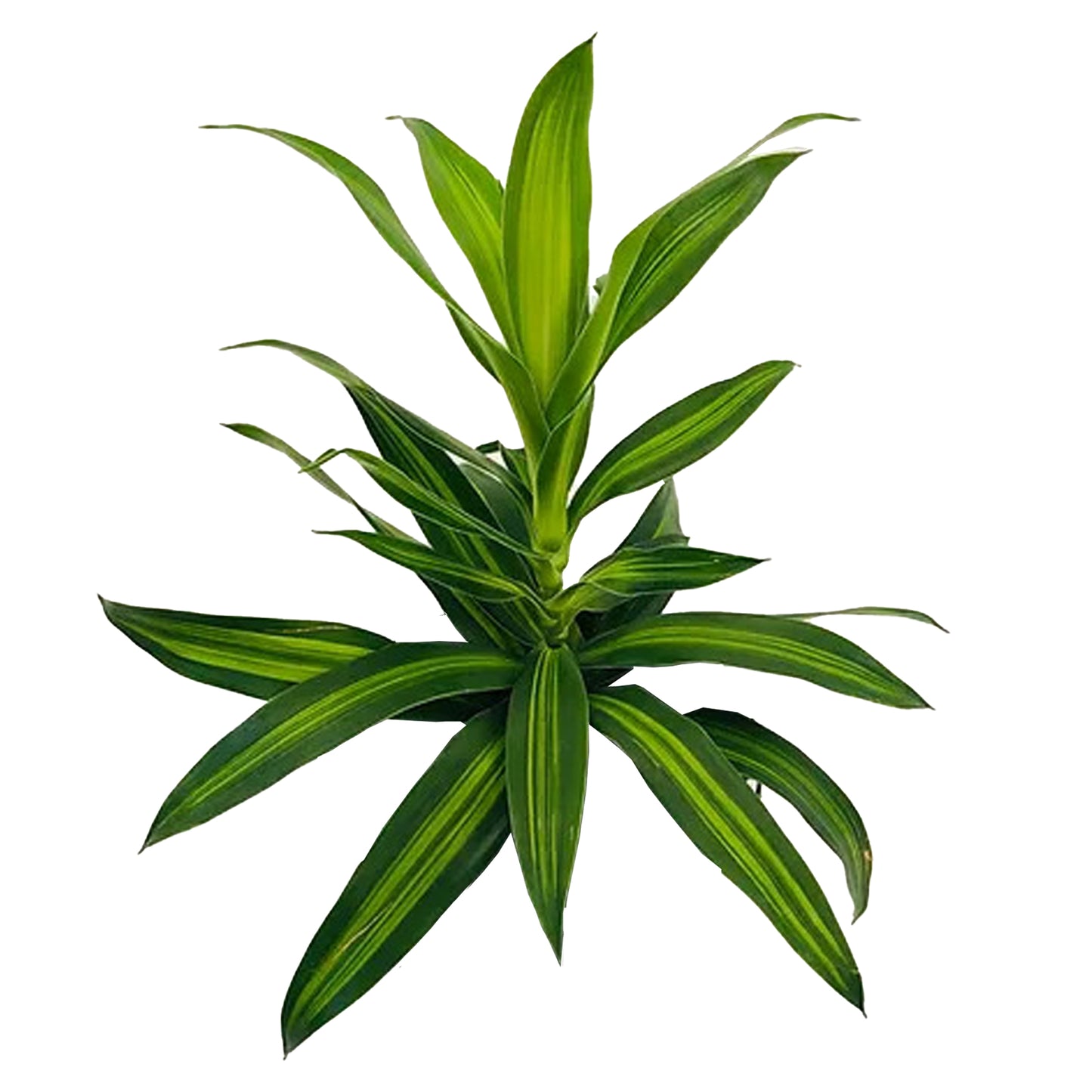 Lakpura Dracaena Reflexa 'Song of Jamaica' (50 feuilles) Medium