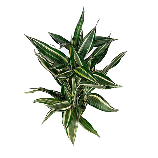 Lakpura Dracaena Sanderiana Victory (50 feuilles) Medium