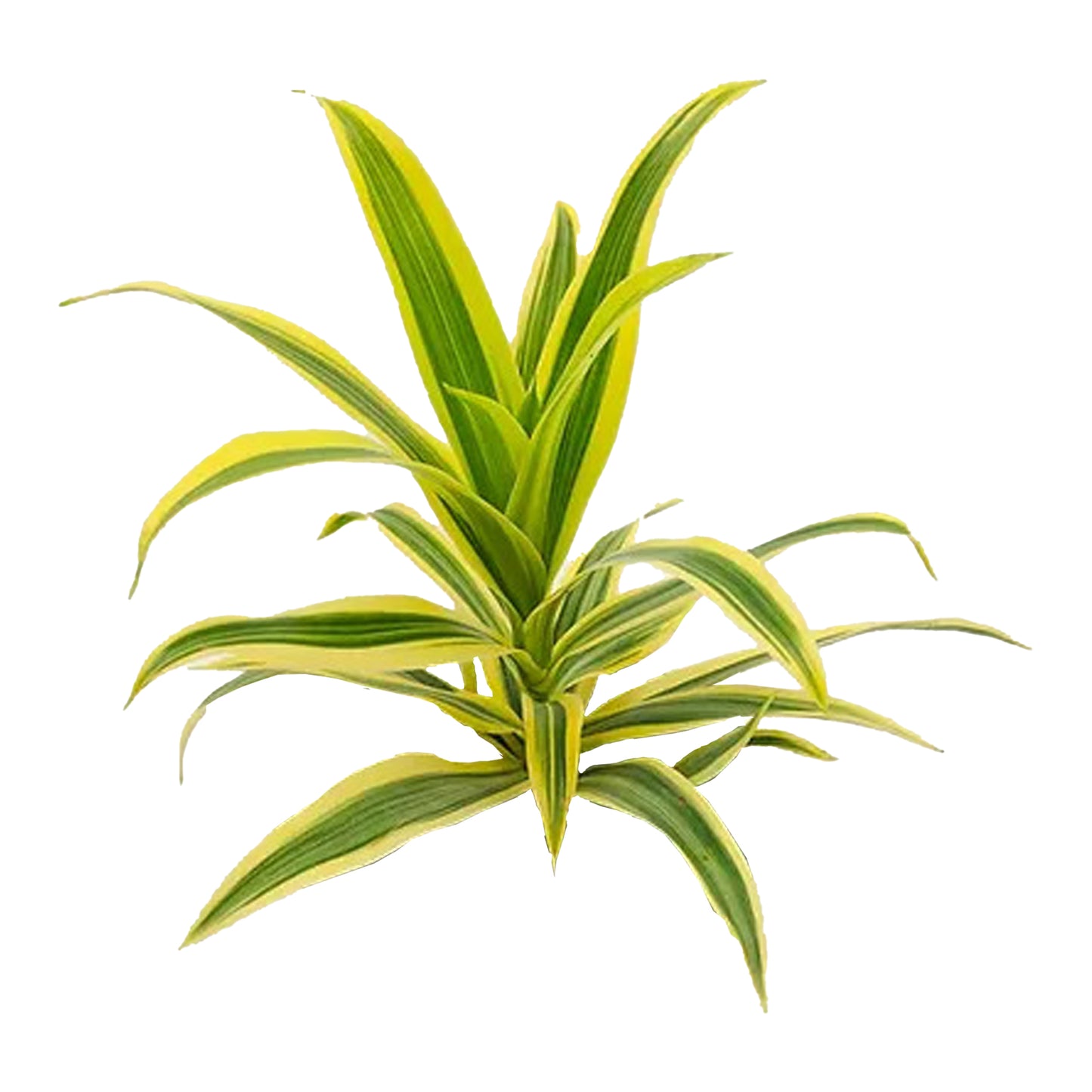 Lakpura Dracaena Reflexa 'Song of India' (50 feuilles) Medium