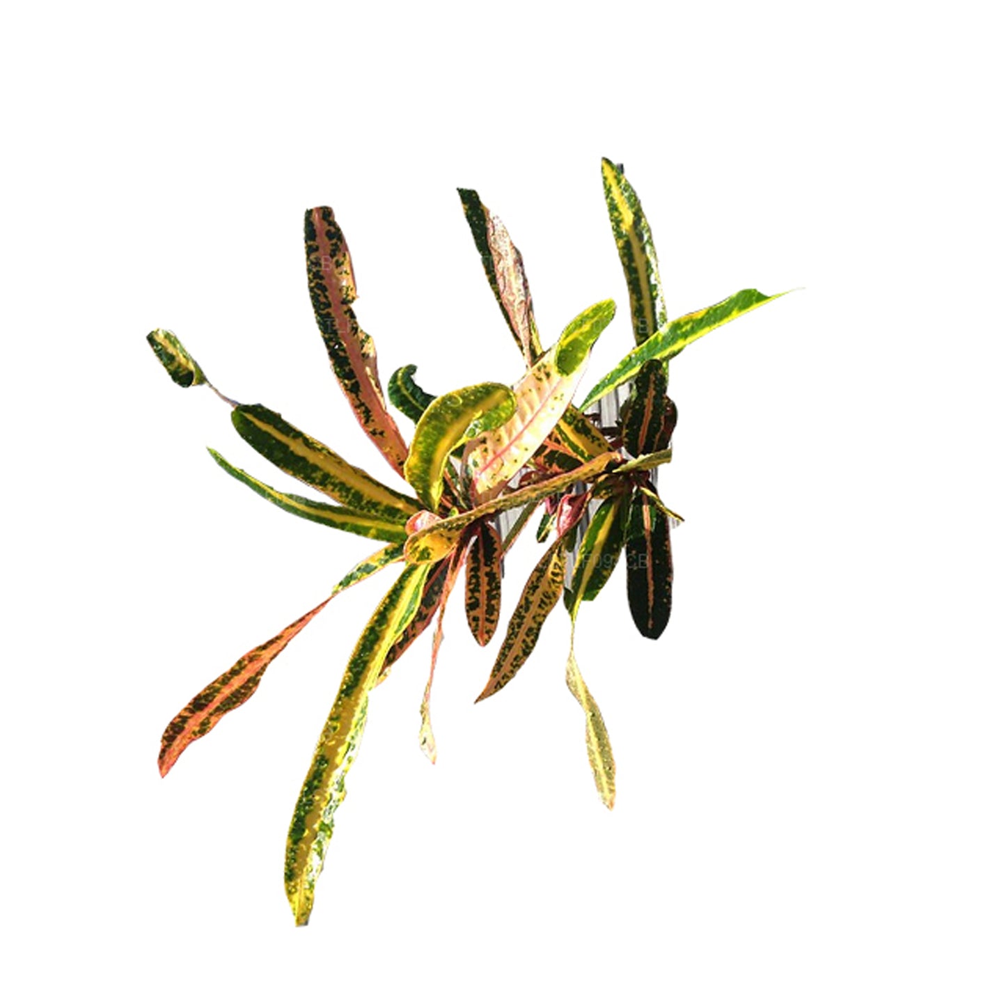 Croton Lakpura Victoria Gold Bell (50 feuilles)