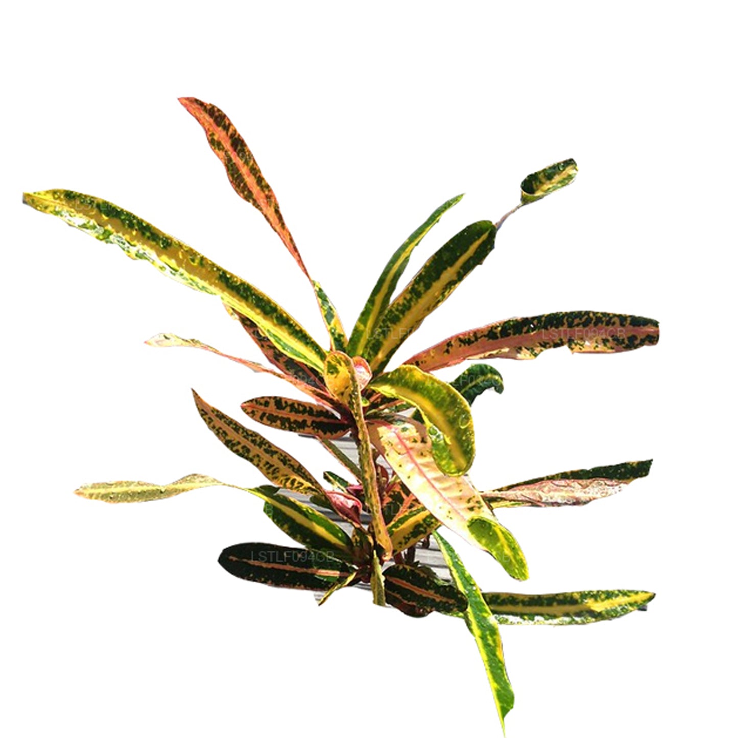 Croton Lakpura Victoria Gold Bell (50 feuilles)