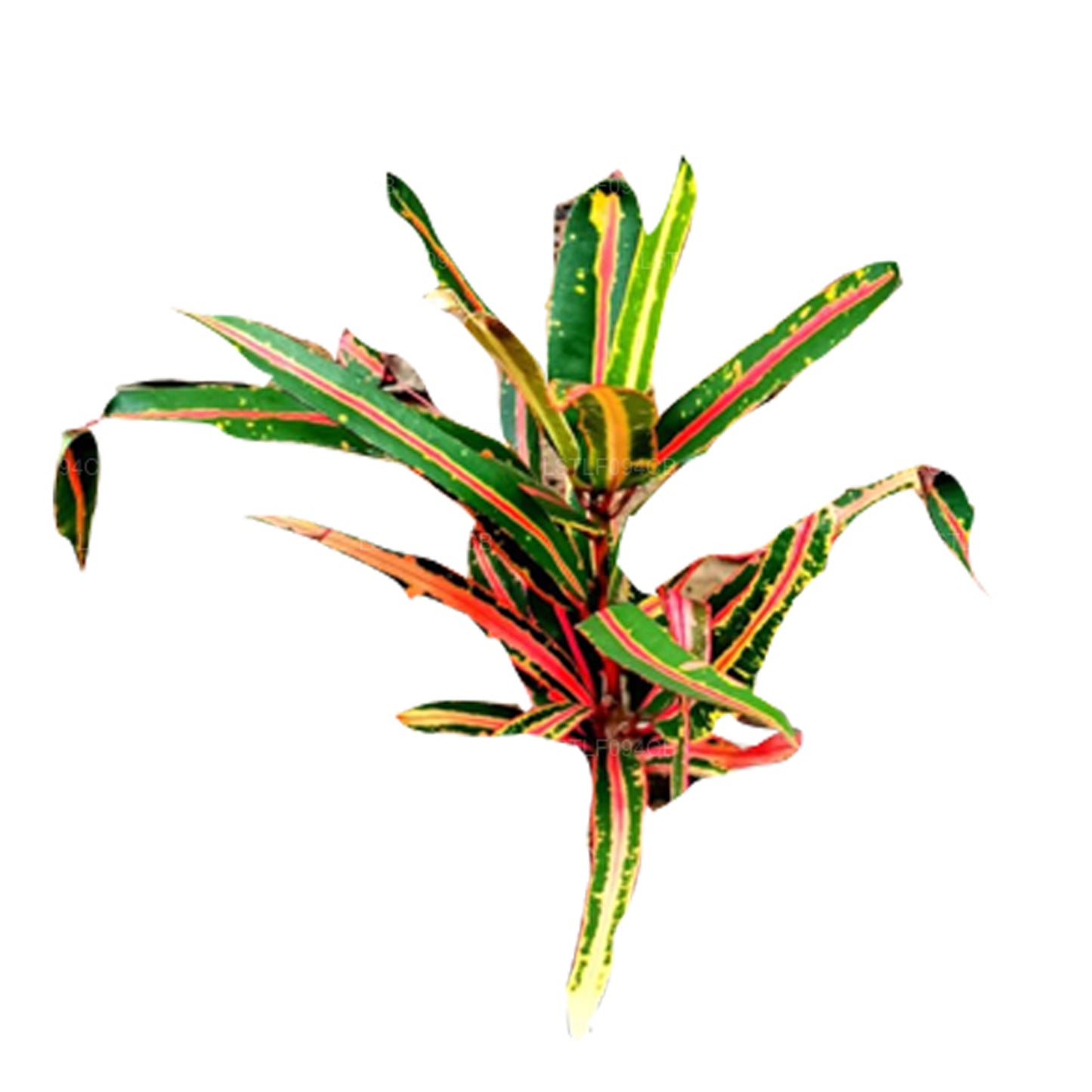 Croton Lakpura Victoria Gold Bell (50 feuilles)