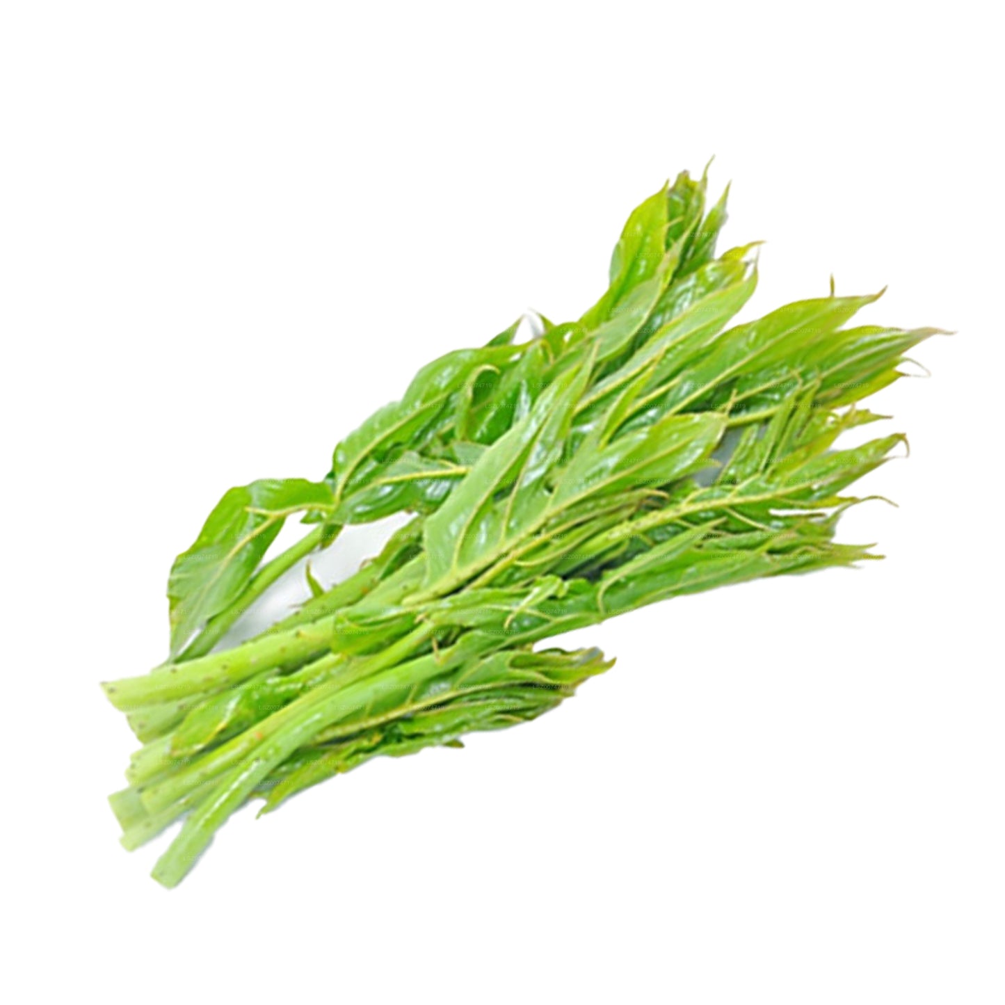 Feuilles de Lakpura Kohila