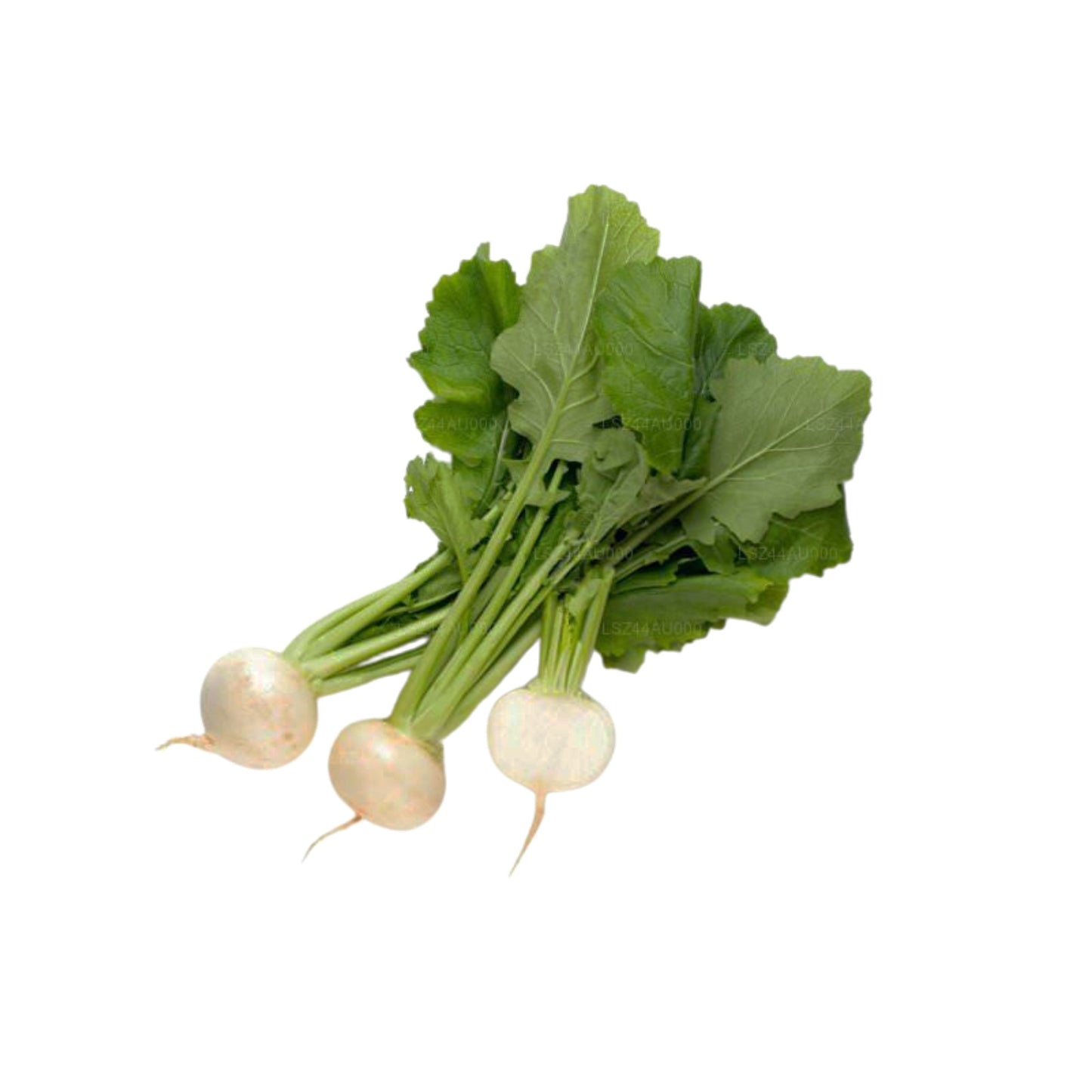 Radis () 250g