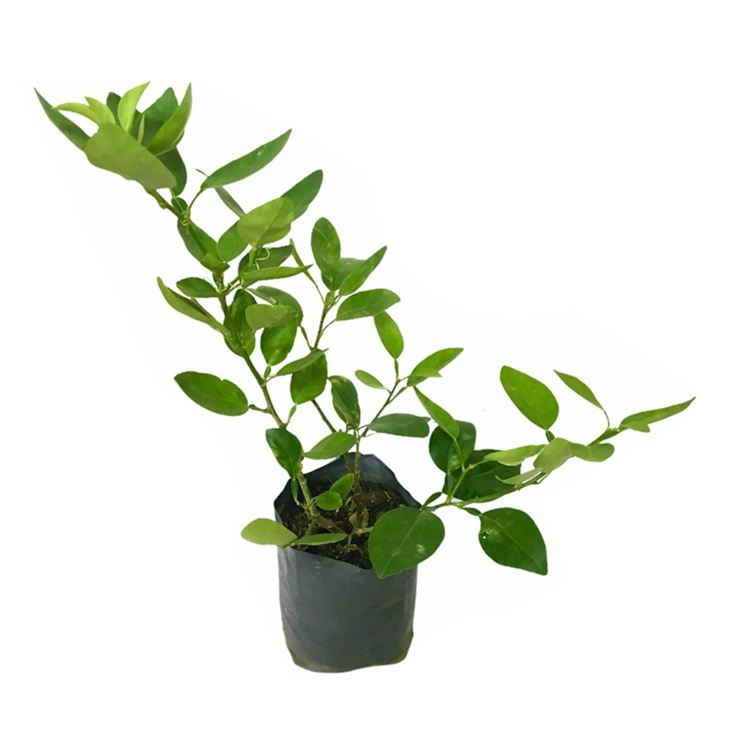 Plante fruitière de lime