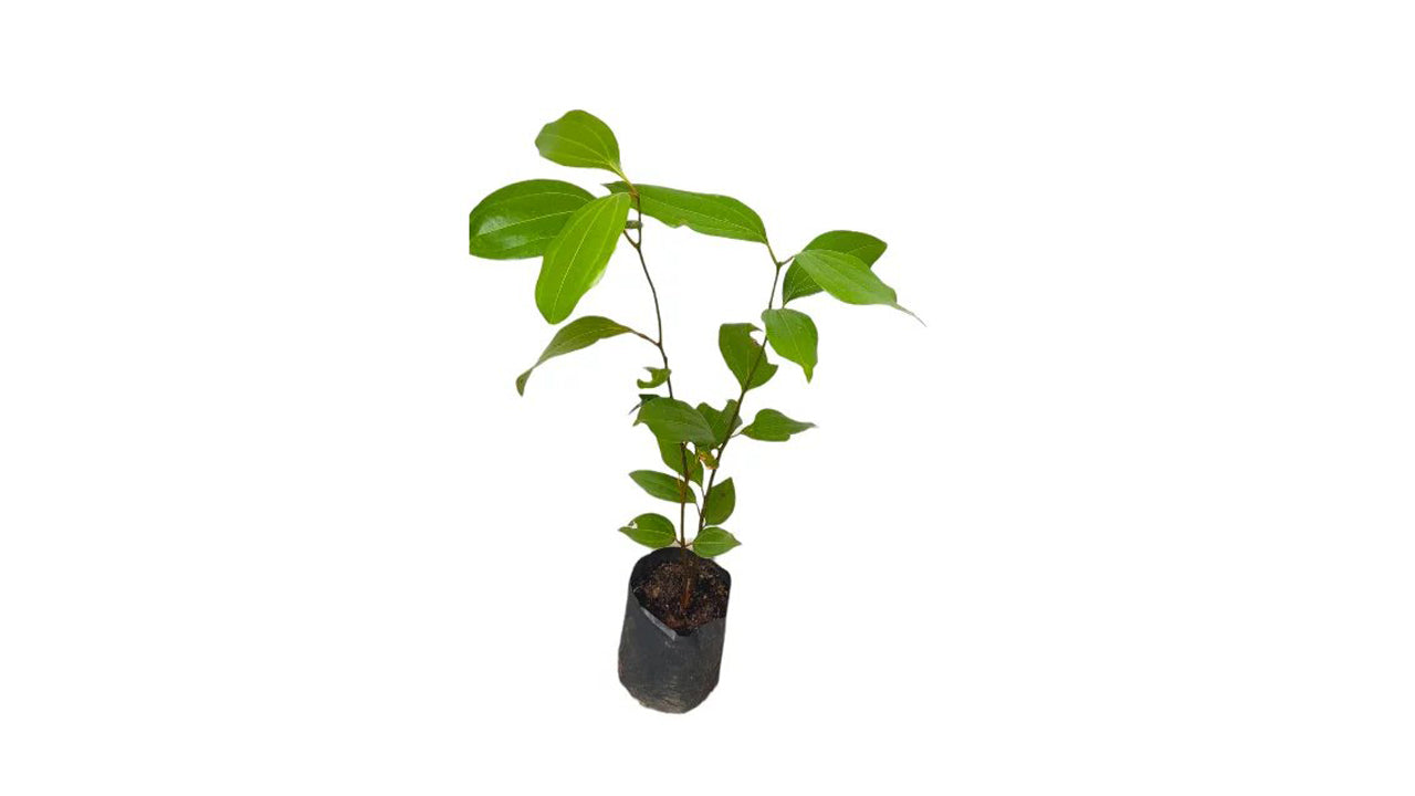 Lakpura Cinnamon Plant