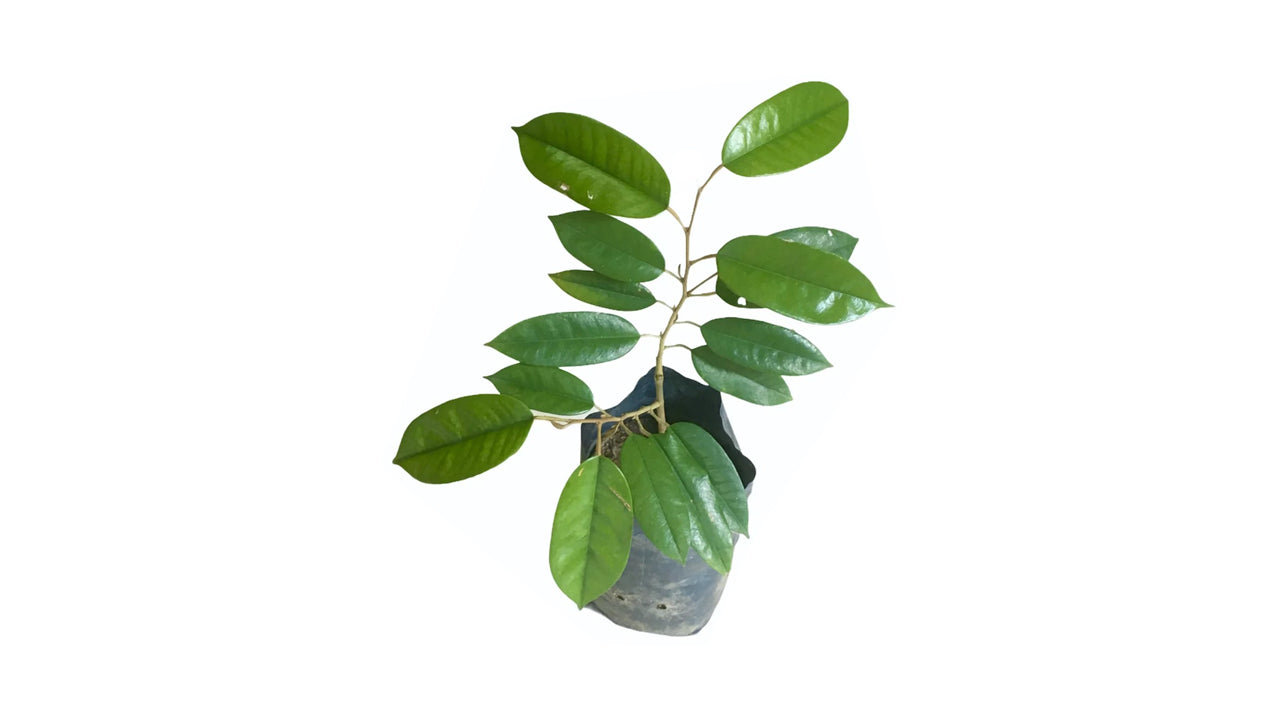 Lakpura Horana Gold Durian Grafted Plant