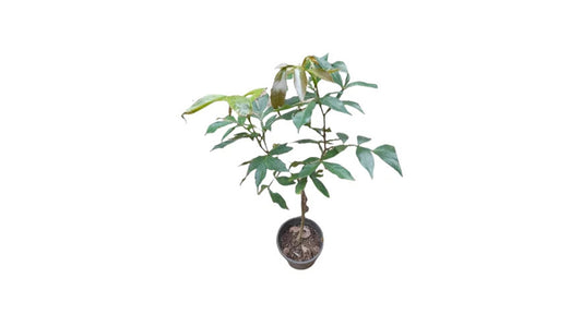 Lakpura Ice Cream Fruit Plant