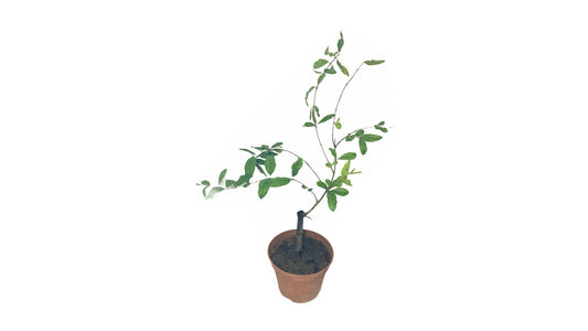 Lakpura Indian Red Pomegranate Plant