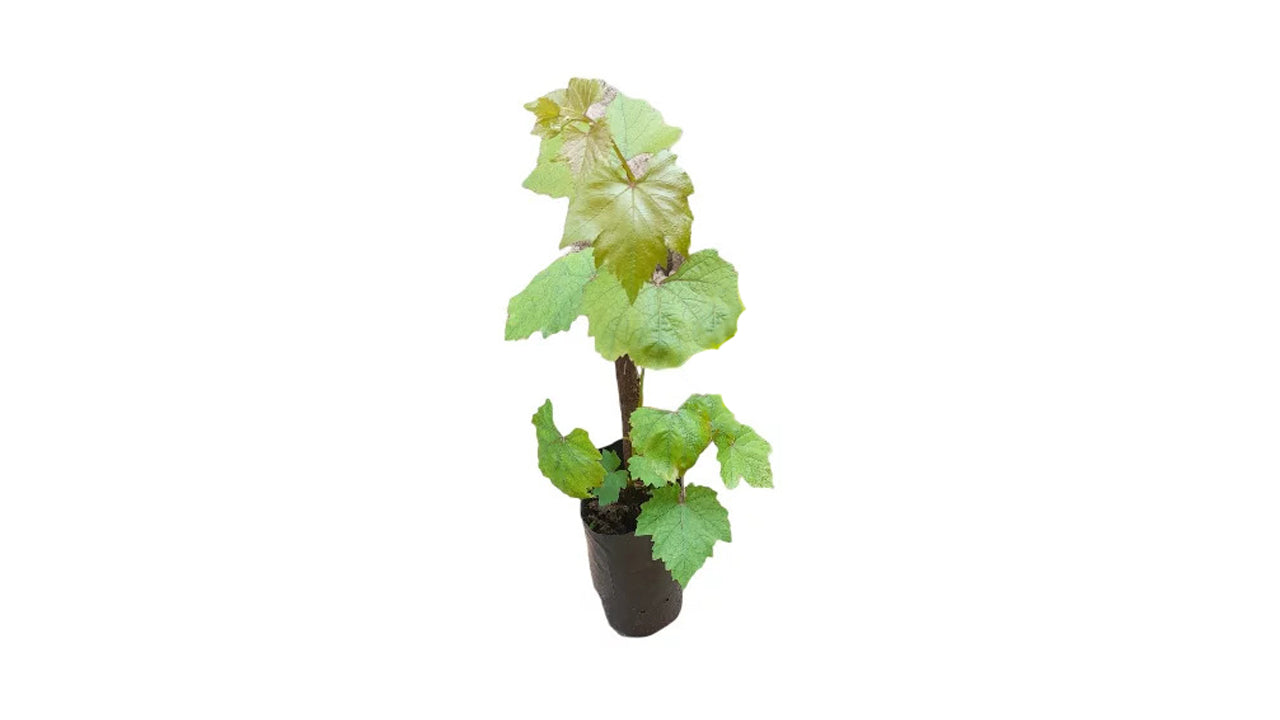 Lakpura Isabella Grapes (Green) Plant