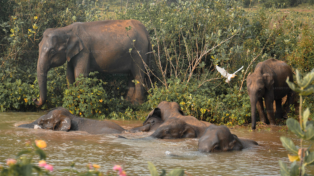 Udawalawe et Galle depuis Colombo (2 jours)