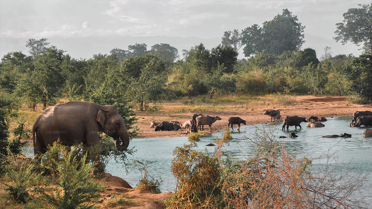 Udawalawe et Galle depuis Colombo (2 jours)