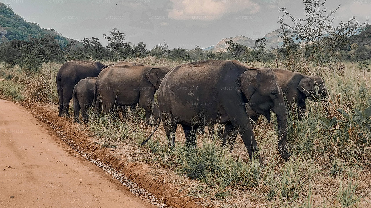 Udawalawe et Galle depuis Colombo (2 jours)