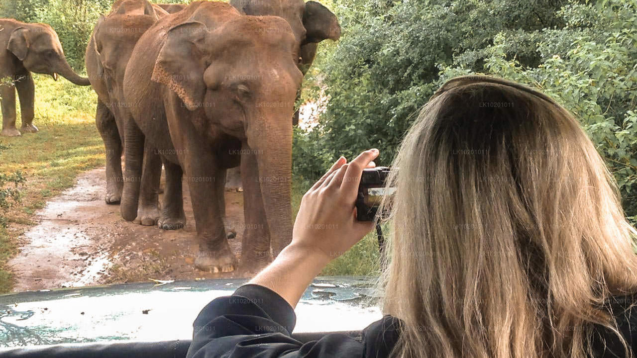 Udawalawe et Galle depuis Colombo (2 jours)