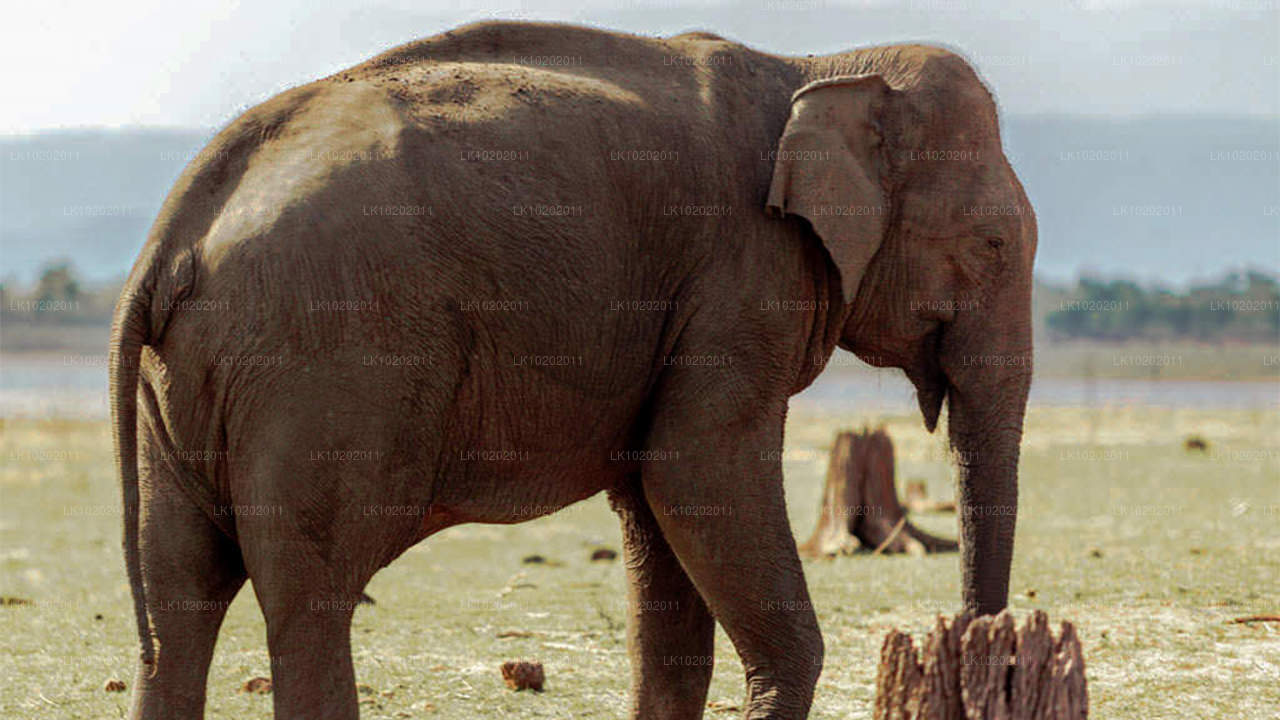 Sigirya et Minneriya depuis Colombo (2 jours)