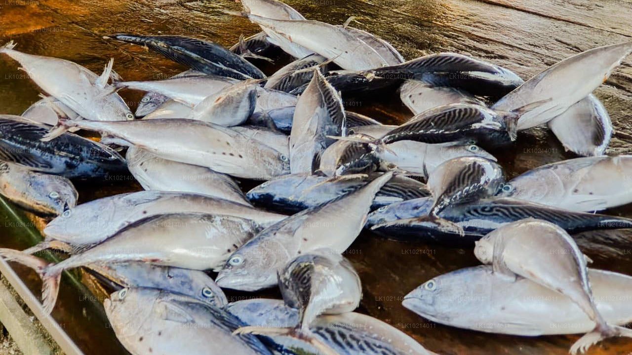 Ahangama et Mirissa depuis Bentota (2 jours)