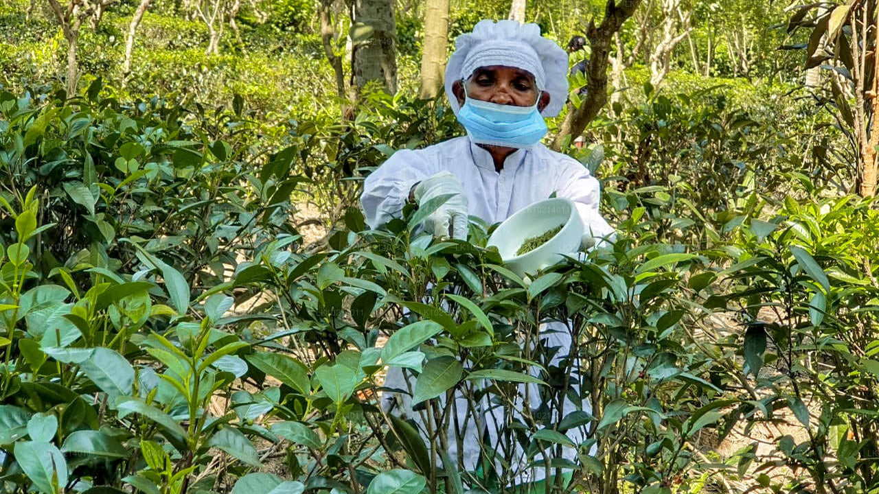Ahangama et Mirissa depuis Bentota (2 jours)