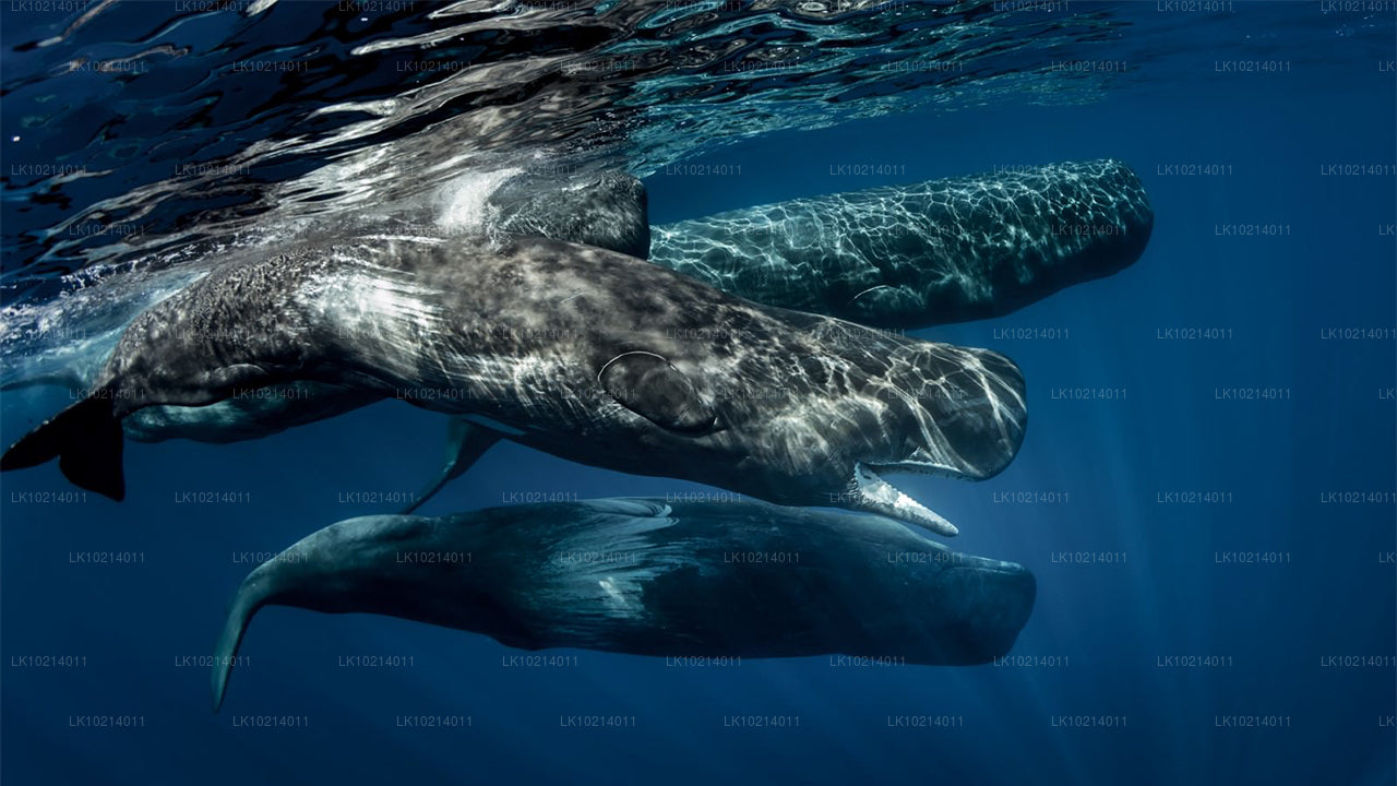 Ahangama et Mirissa depuis Bentota (2 jours)