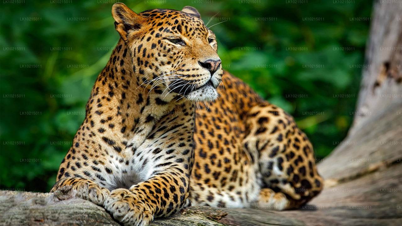 Excursion aux merveilles sauvages et aux espaces sacrés au départ de Galle (2 jours)