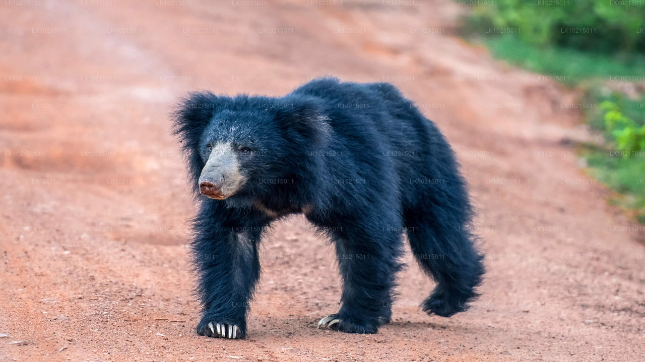 Excursion aux merveilles sauvages et aux espaces sacrés au départ de Galle (2 jours)