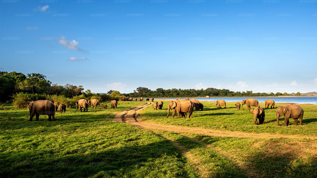 Ethos de Ceylan au départ de Kandy (2 jours)