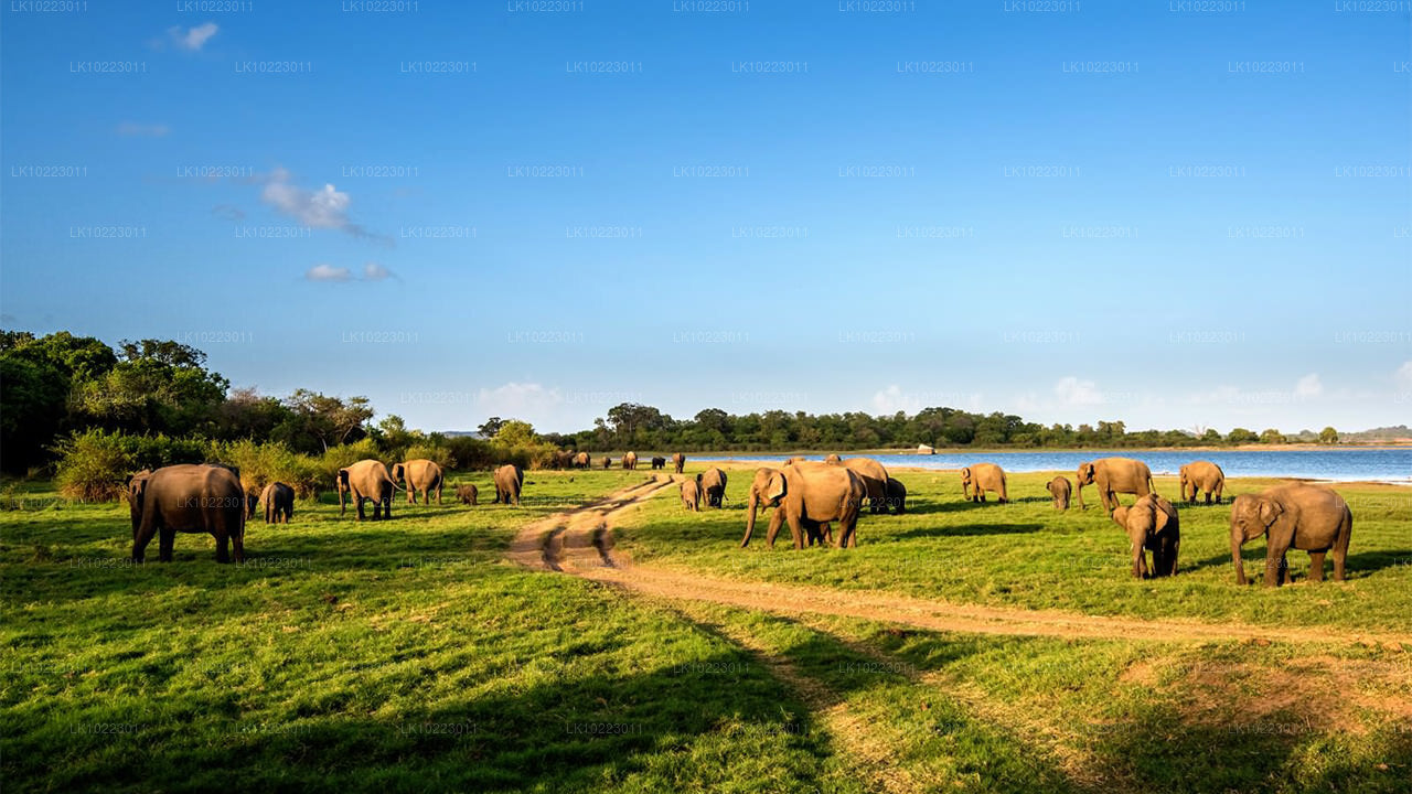 Sigirya et Minneriya depuis Negombo (2 jours)