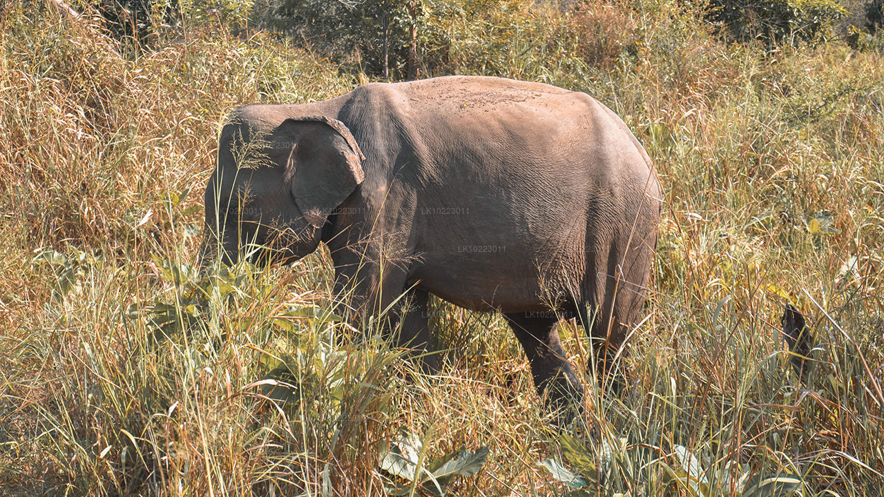 Sigirya et Minneriya depuis Negombo (2 jours)