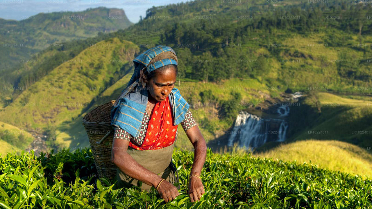 Nuwara Eliya depuis Negombo (2 jours)