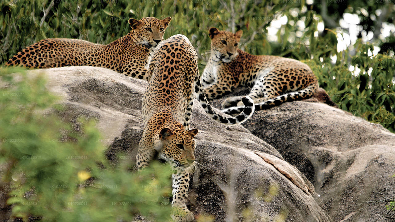 Temples et nature sauvage depuis Negombo (2 jours)